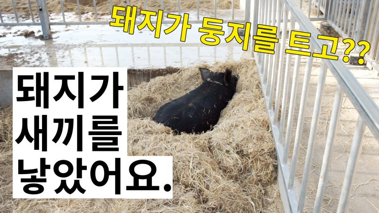 Read more about the article 돼지가 새끼를 낳았어요! 둥지를 트고~